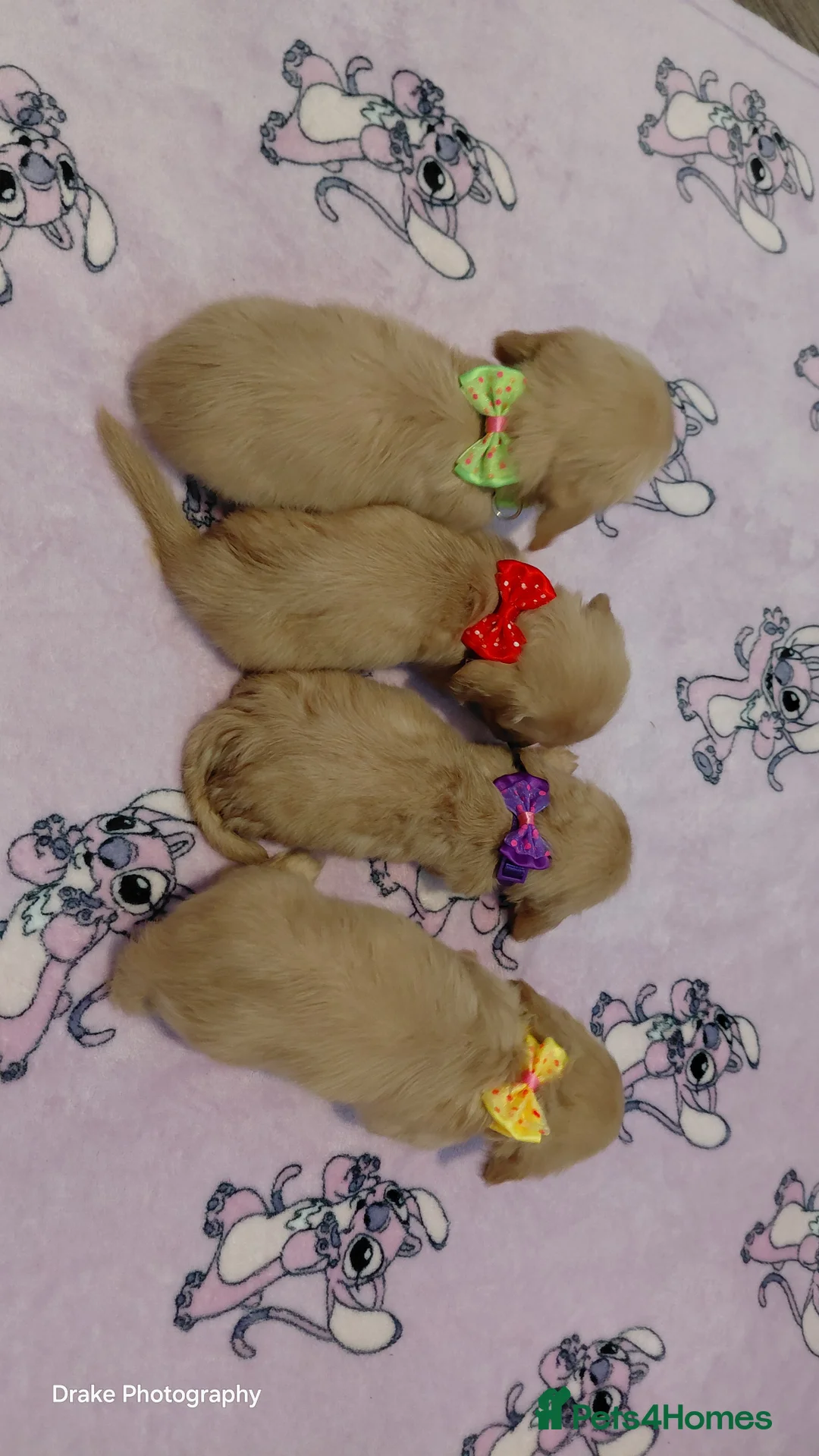 Miniature Dachshund dogs for sale: KC Reg. Longhaired Full Cream Mini Dachshunds 💛🐾 - Advert 21
