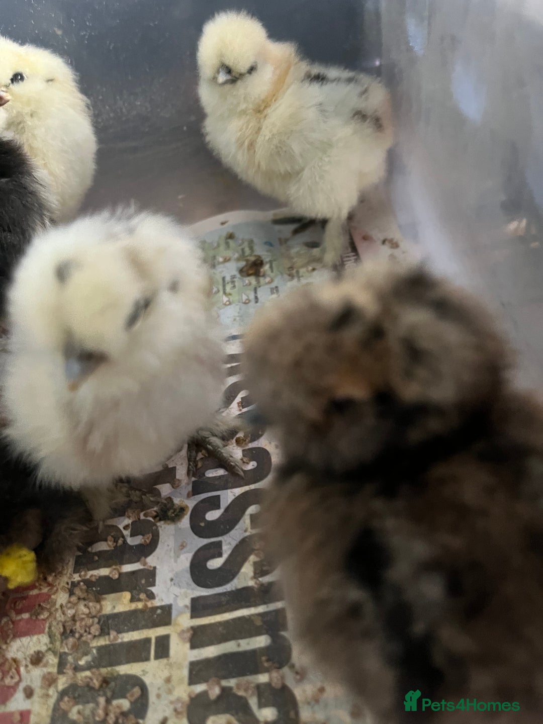 Chickens poultry for sale: Silkies - polish  - Image 9