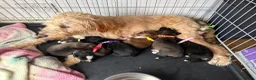 Mixed Breed dogs for sale: Labradoodle × Siberian Husky Puppies - Advert 8