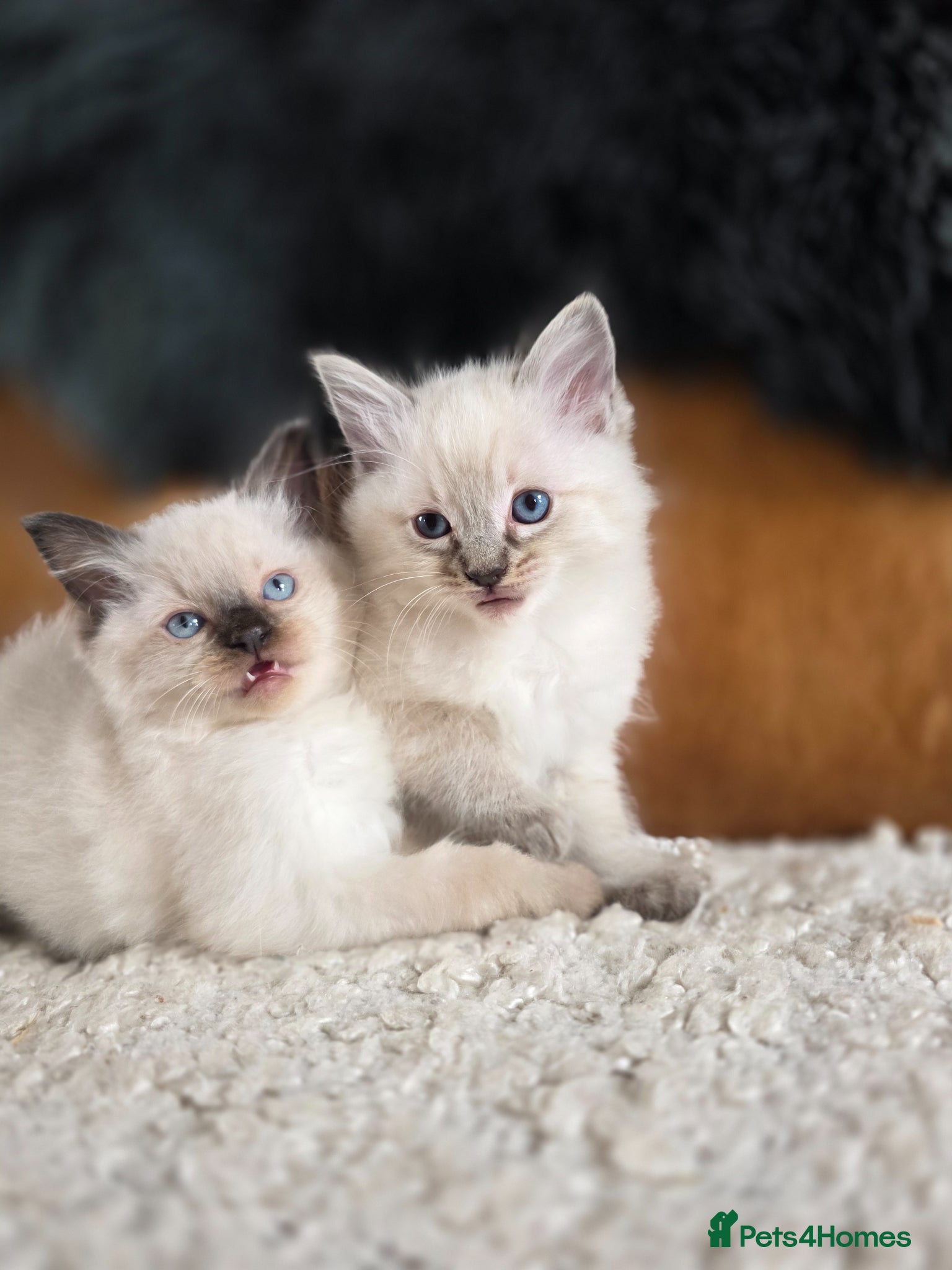 Ragdoll cats Beautiful Ragdol Kittens  - Advert 2
