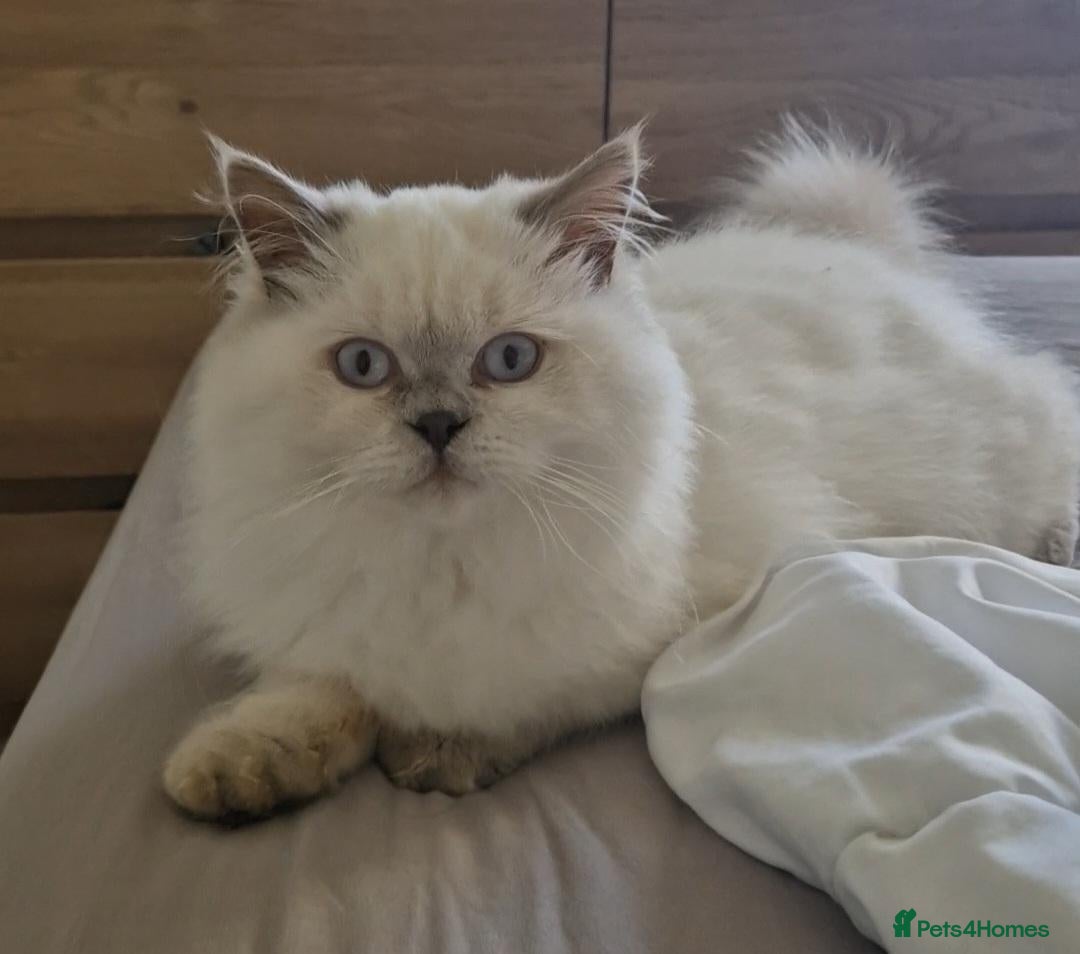 British Shorthair cats Lilac point boy British Shorthair Longhair - Advert 3