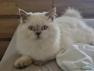 British Shorthair cats Lilac point boy British Shorthair Longhair - Advert 1