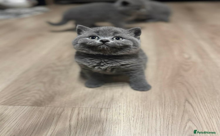 British Shorthair cats 🐾 Beautiful 7 British Shorthair Kittens 🐾  - Advert 6