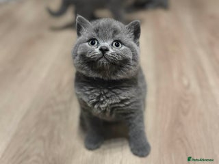 British Shorthair cats 🐾 Beautiful 7 British Shorthair Kittens 🐾 - Advert 8