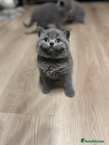 British Shorthair cats 🐾 Beautiful 7 British Shorthair Kittens 🐾 - Advert 6