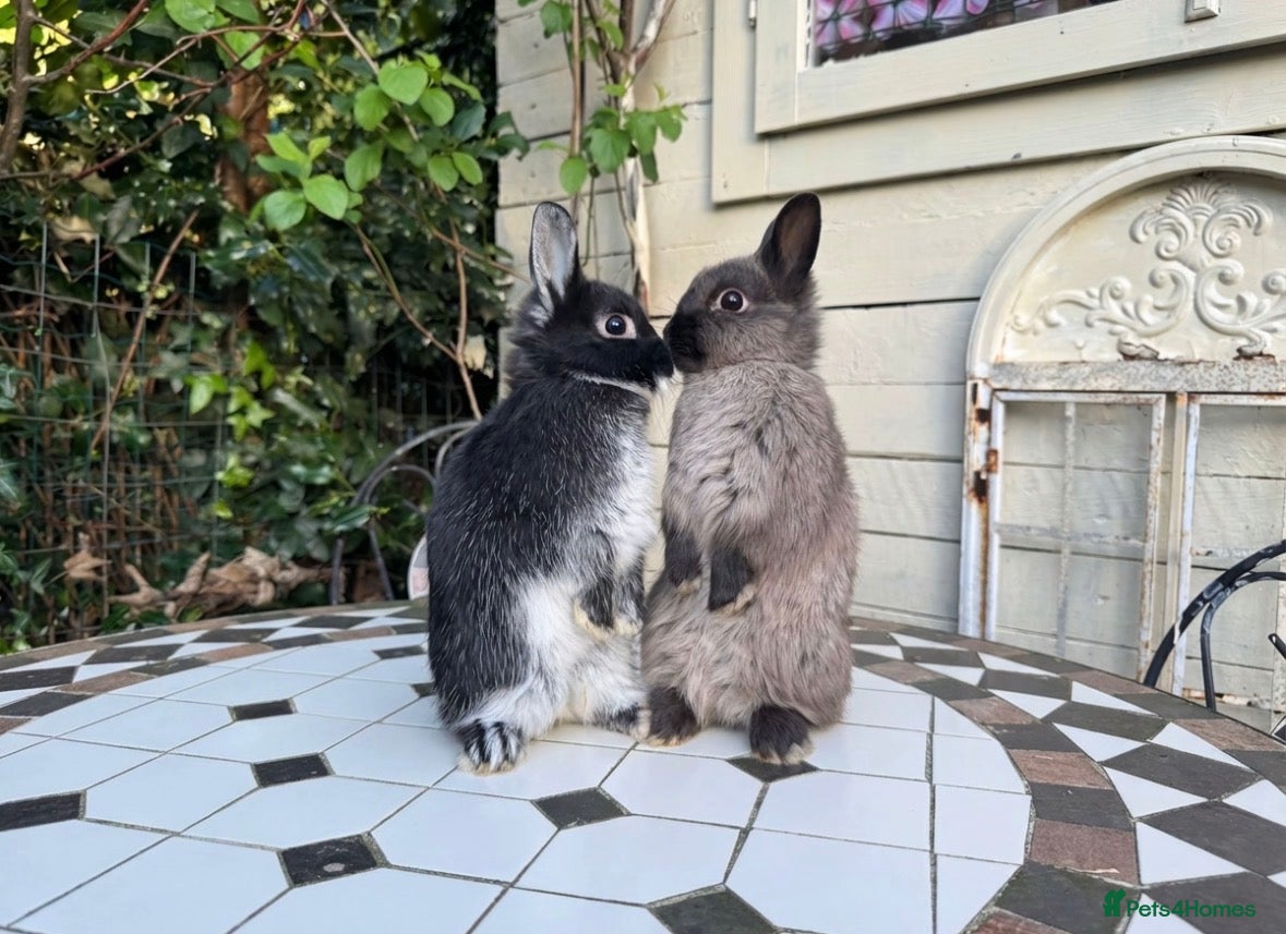 Netherland Dwarf rabbits Pedigree Neverland boys left  - Advert 11