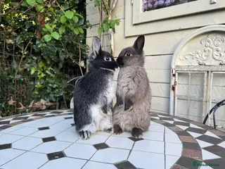 Netherland Dwarf rabbits Pedigree Neverland boys left - Advert 9