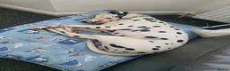 Dalmatian dogs for sale: Dalmation and mix bread  - Advert 9