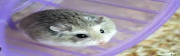 Hamster rodents for sale: hamster roborovski - Advert 2