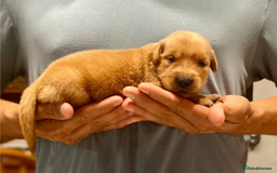 Golden Retriever dogs for sale: Beautiful Golden Retriever Puppies – Family Raised - Image 3