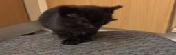 Mixed Breed cats for sale: The Most Adorable Kittens - Advert 19