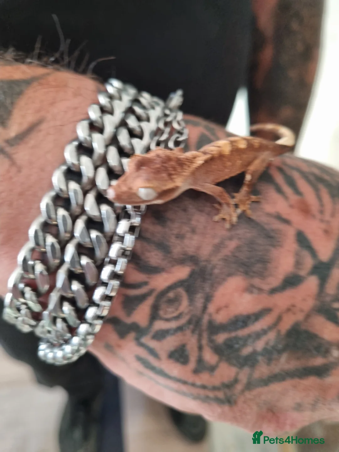 Gecko reptiles for sale: CRESTED GECKOS BABIES  - Advert 5