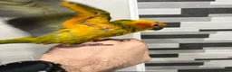 Mixed Breed birds for sale: Beautiful Hand-Reared Sun Conure Babies – Weaned  - Advert 10