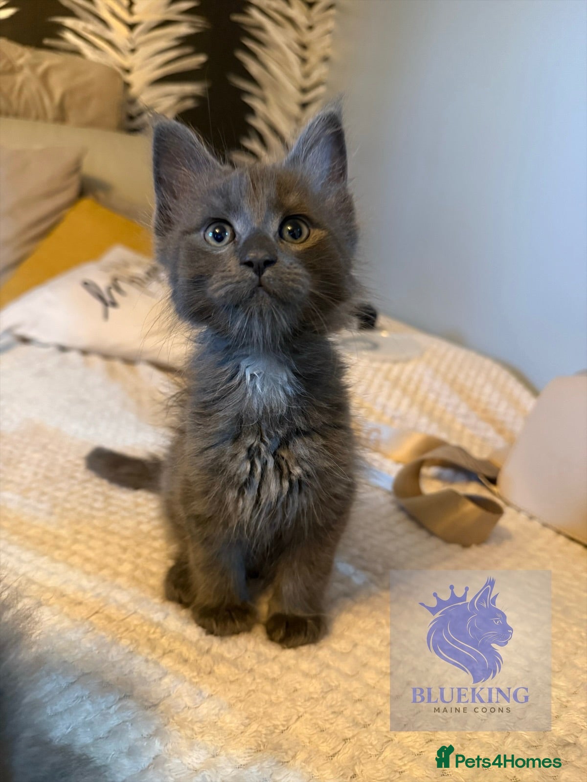 Maine Coon cats 👑TICA reg, Chunky Smoke Maine coon babies  - Advert 2