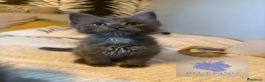 Maine Coon Kitten 1