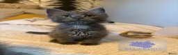 Maine Coon cats for sale: 👑TICA reg, Chunky Smoke Maine coon babies  - Advert 2