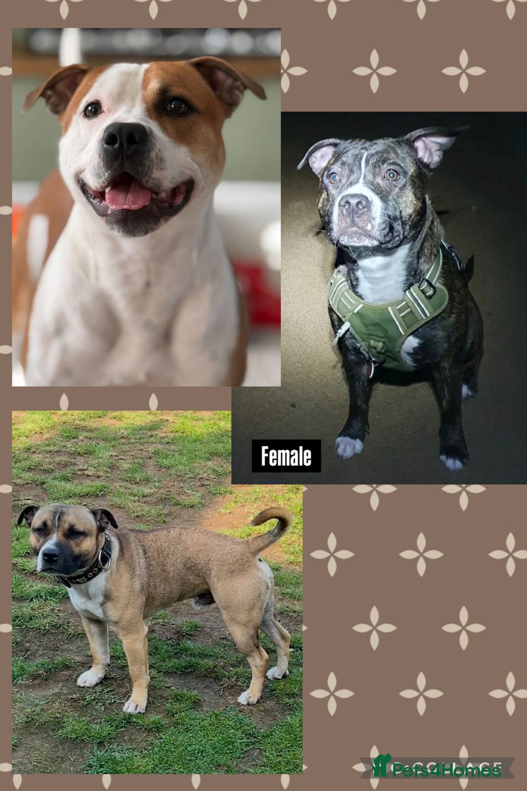 Staffordshire Bull Terrier dogs for stud: PROVEN Legacy’s Spartan For Stud in Leicester - Advert 10
