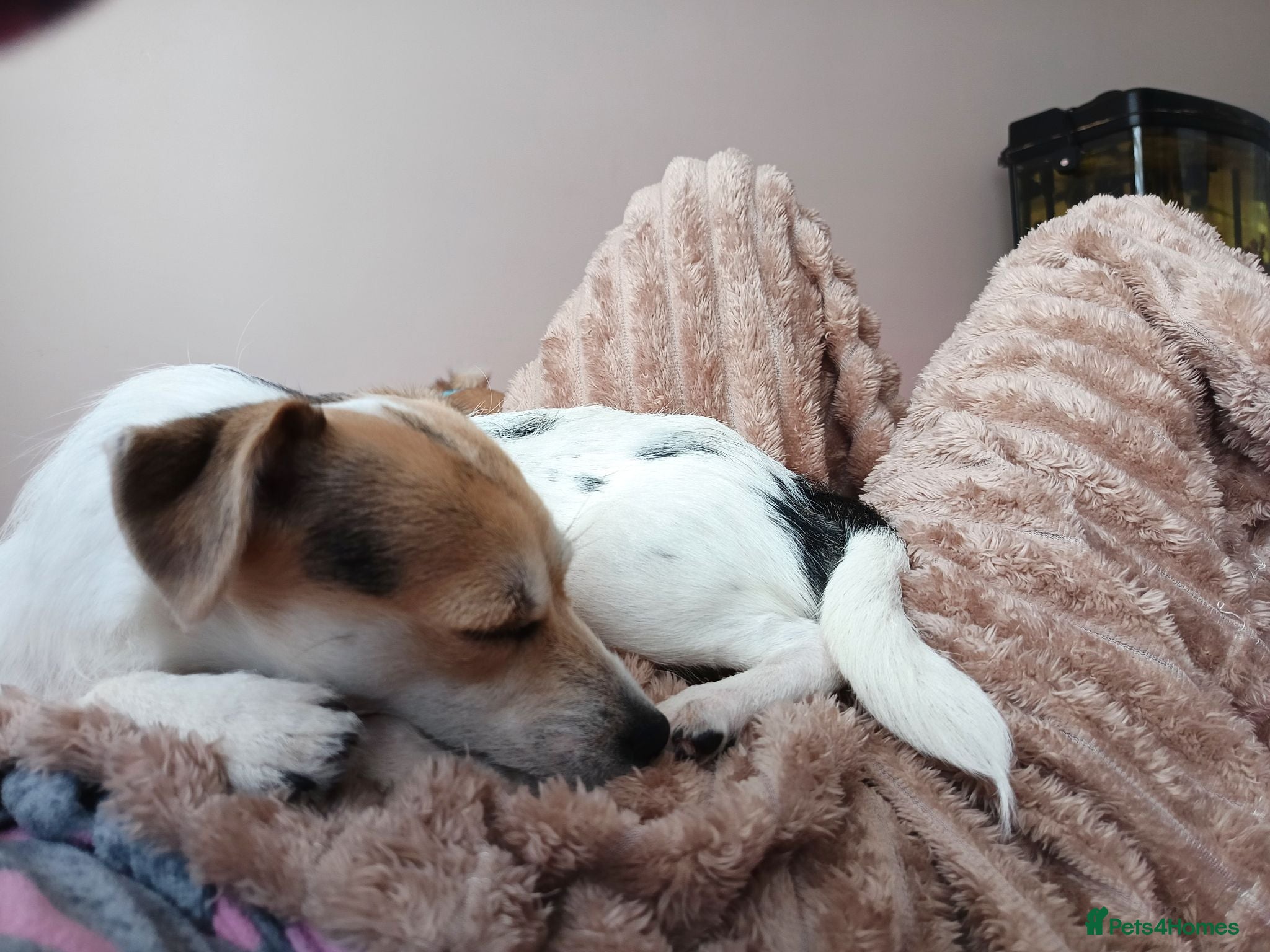 Chihuahua dogs Special Forever Home Wanted for Our Furbaby - Advert 11