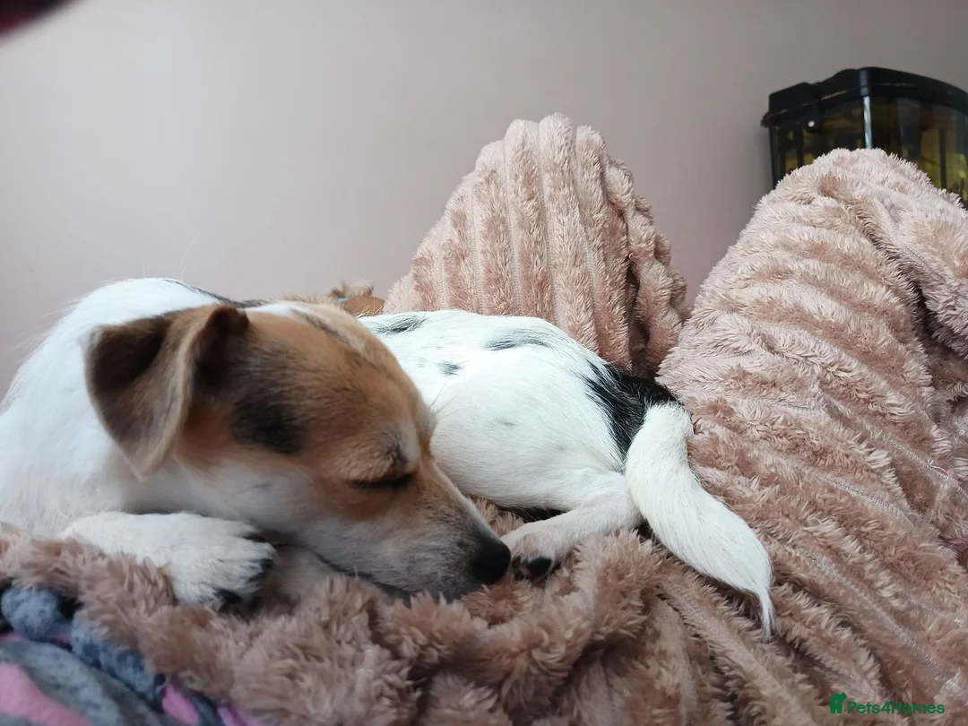 Chihuahua dogs for sale: Special Forever Home Wanted for Our Furbaby - Advert 1