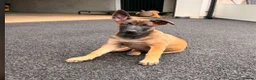 Belgian Shepherd Dog dogs for sale: Belgian Malinois - Advert 2