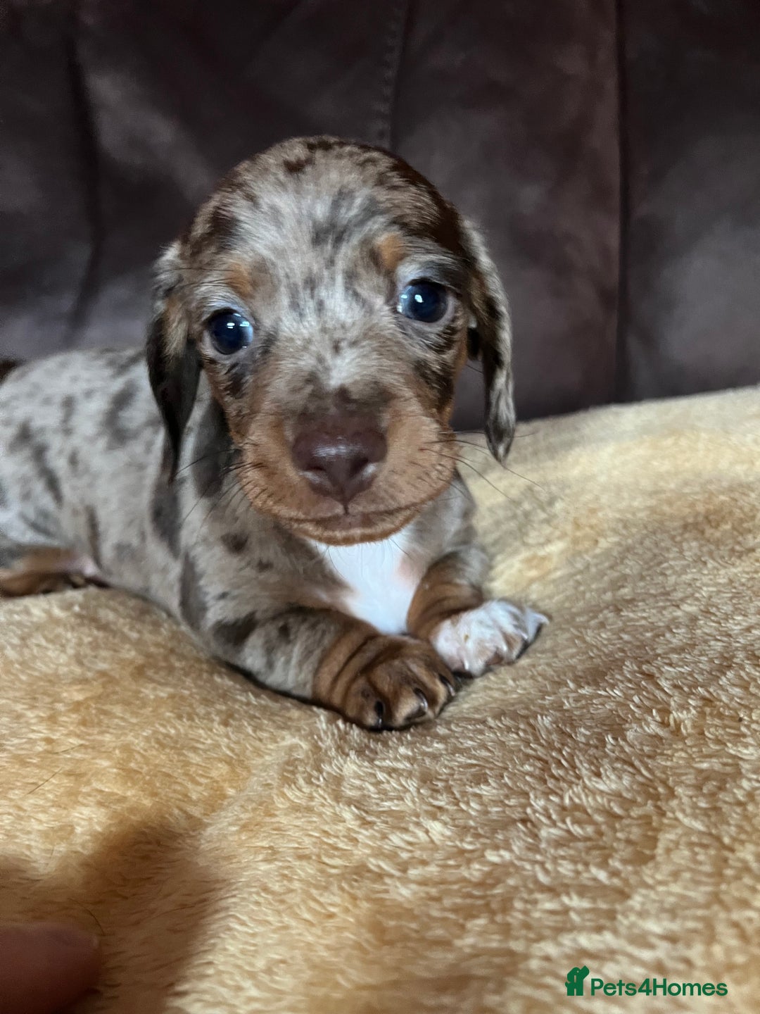 Miniature Dachshund dogs for sale: Miniature Dachshund  - Advert 19