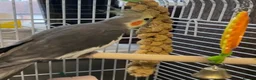 Cockatiels birds for sale: Cockatiels and cage for sale in Feltham - Advert 7
