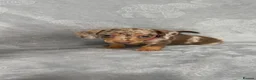 Miniature Dachshund dogs for sale: Miniature Dachshund Puppies - Advert 13