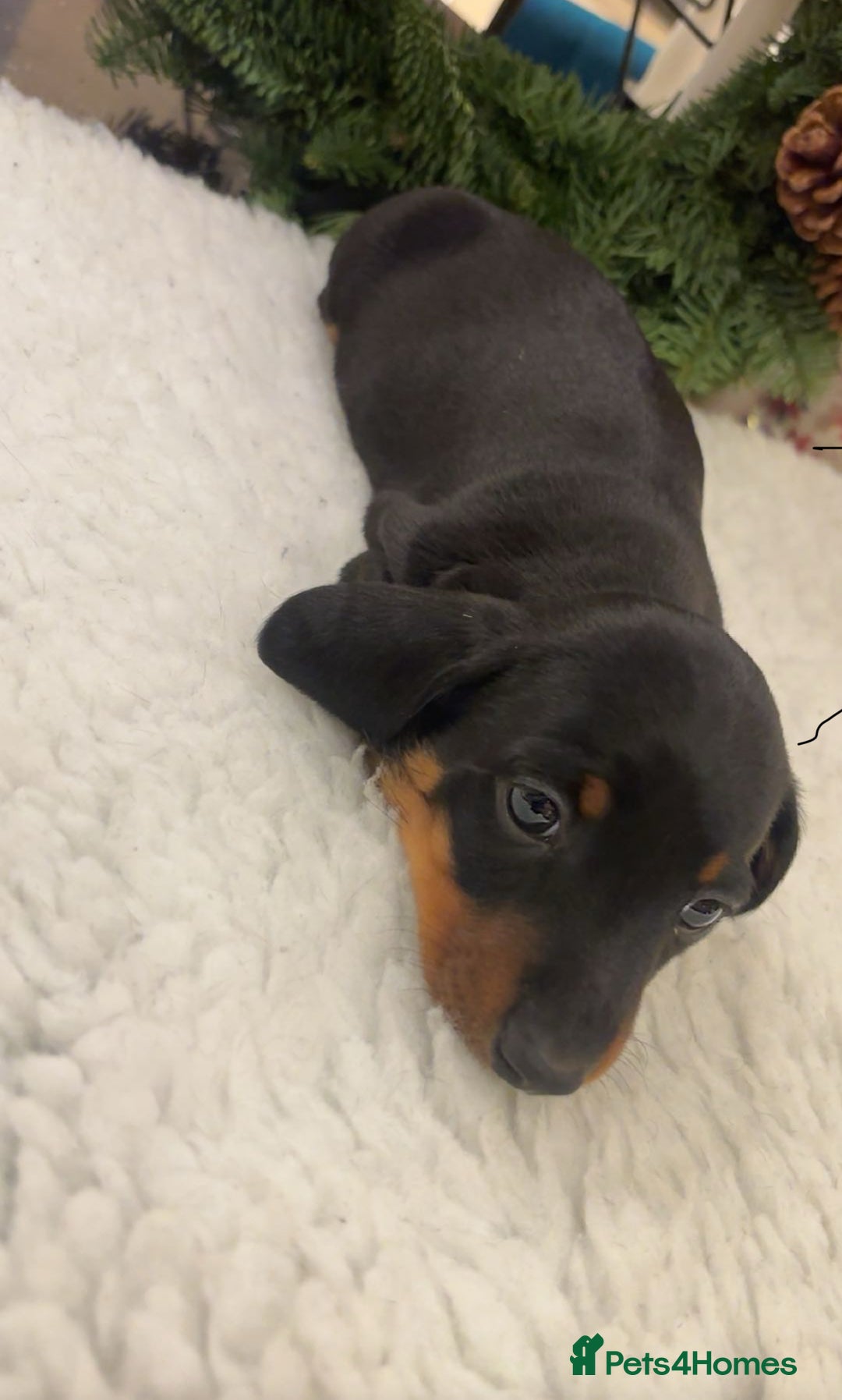 Miniature Dachshund dogs for sale: Miniature Silver Dapple & Black and Tan Dachshunds - Advert 11