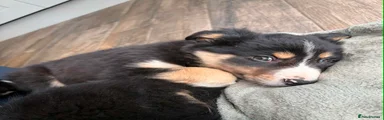 Border Collie Puppy 3
