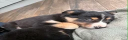 Border Collie dogs for sale: Beautiful Border Collie Puppies  - Advert 3