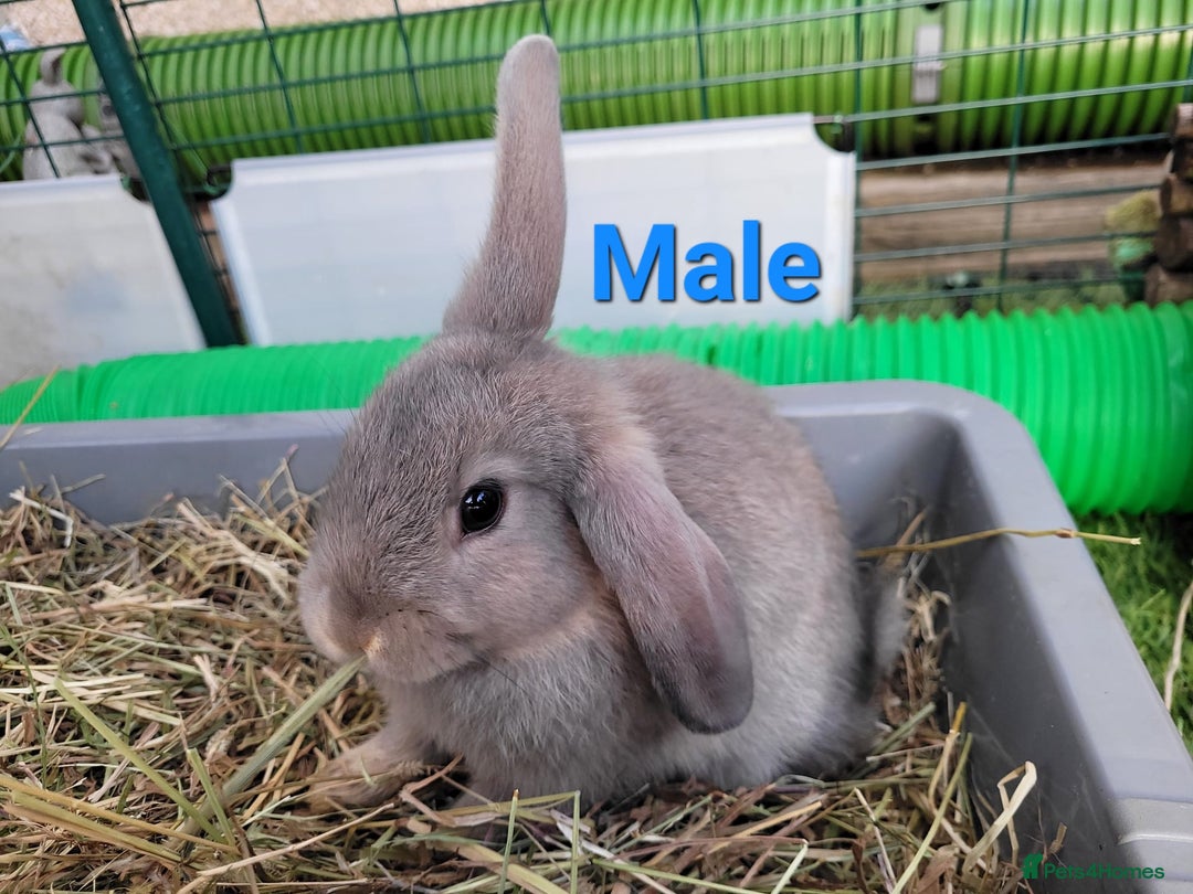 Mini Lop rabbits for sale: Beautiful Mini Lops - READY TO LEAVE - Image 19