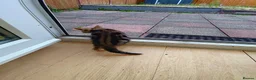 Mixed Breed cats for sale: 4 kittens to good hands  - Advert 8