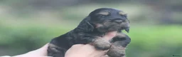 Cocker Spaniel dogs for sale: Fully Health Tested Show Type Cocker Spaniels  - Advert 30