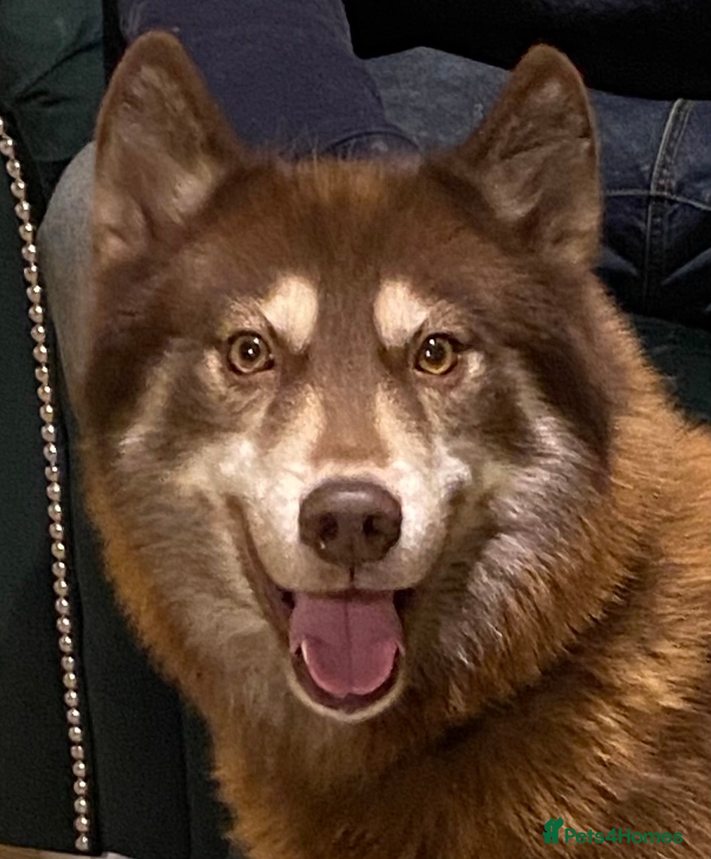 Siberian Husky dogs Red Siberian Husky Stud 🐻🧬 - Advert 2