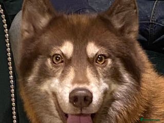 Siberian Husky dogs Red Siberian Husky Stud 🐻🧬 - Advert 16