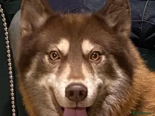 Siberian Husky dogs Red Siberian Husky Stud 🐻🧬 - Advert 2