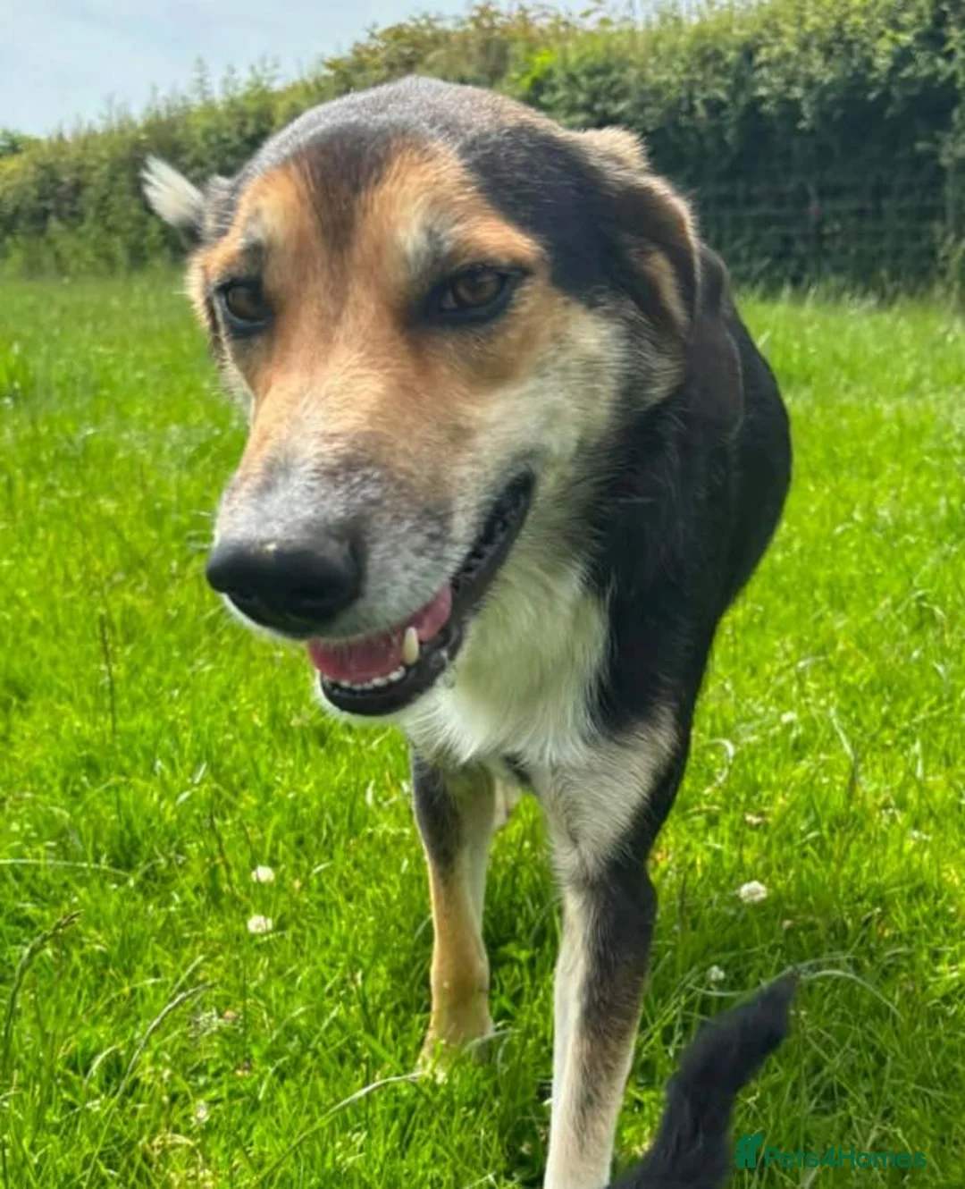 Mixed Breed dogs for sale: 3 gorgeous bouncy boys in Llandeilo - Advert 4