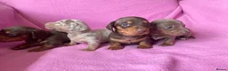 Miniature Dachshund dogs for sale: Quality Miniature Dachshund Puppies - Advert 5