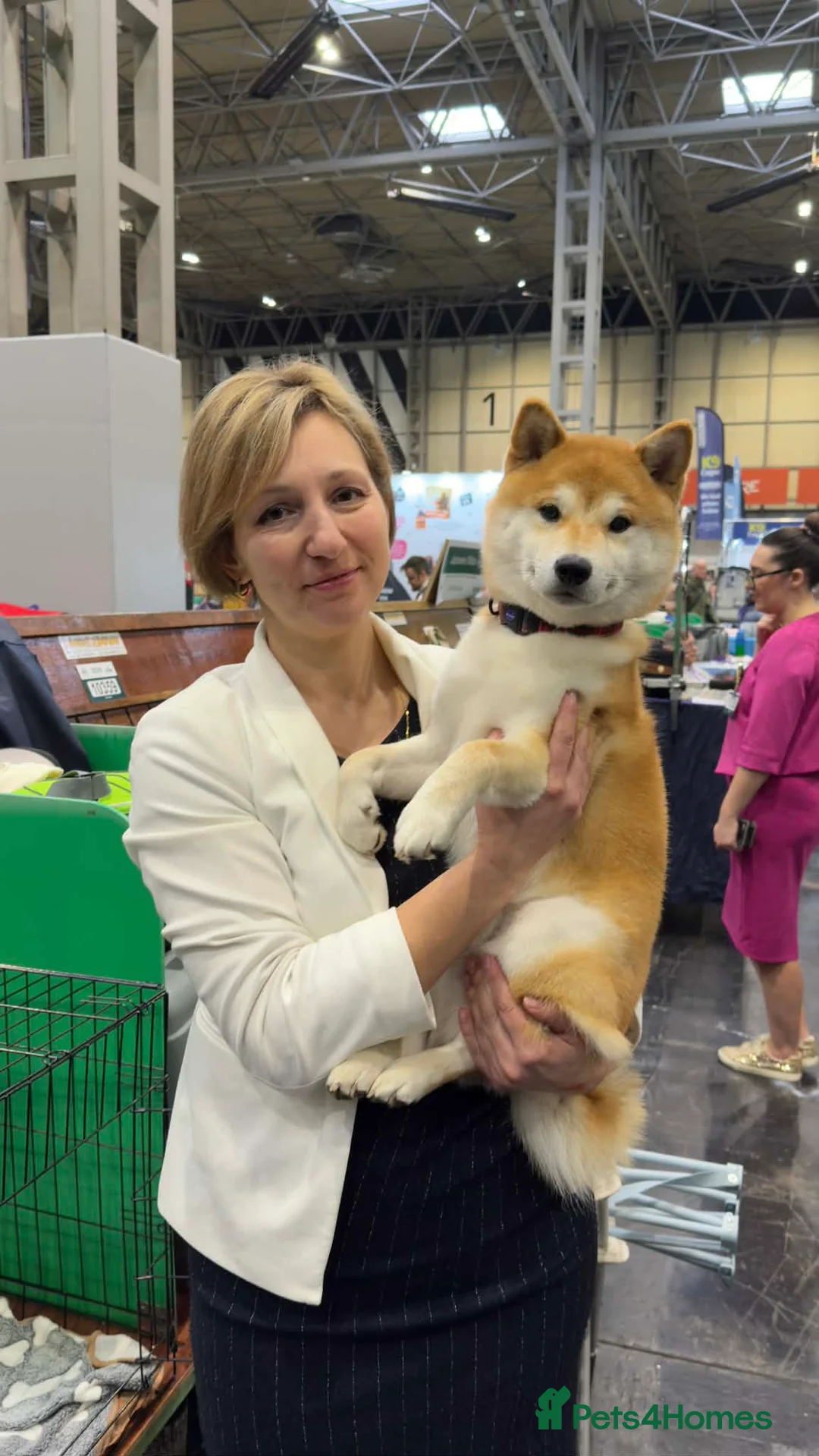 Japanese Shiba Inu dogs for stud: Champion bloodline health Japanese Shiba Inu stud - Advert 1