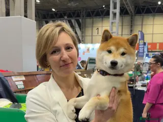 Japanese Shiba Inu dogs Champion bloodline health Japanese Shiba Inu stud - Advert 2