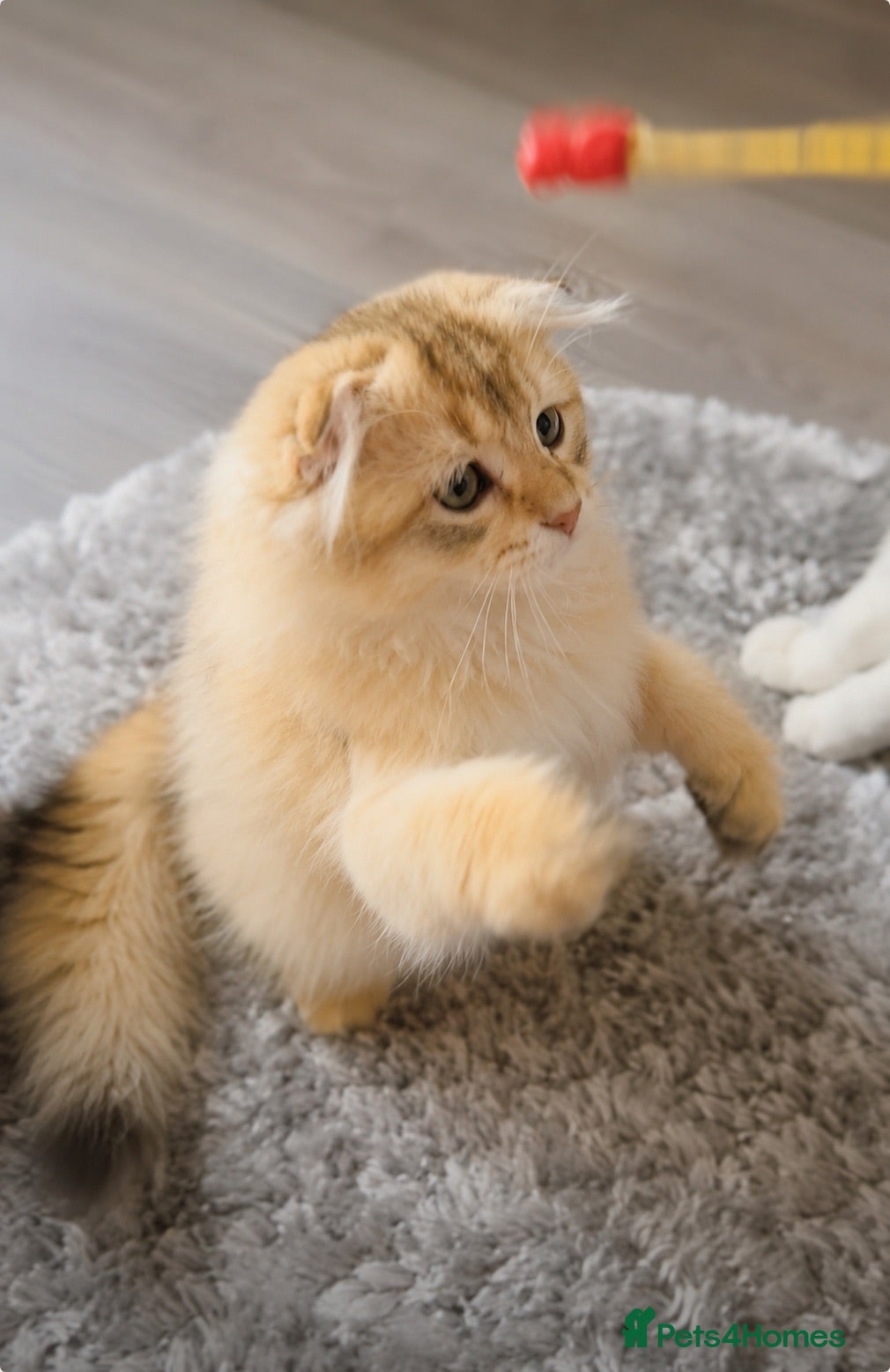 Scottish Fold cats Magnificent golden Scottish kittens available  - Advert 2