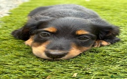 Miniature Dachshund dogs for sale: ONE LEFT 🐾 KC LONGHAIR MINI DACHSHUND PUPS🌳🌸🌿 - Image 18