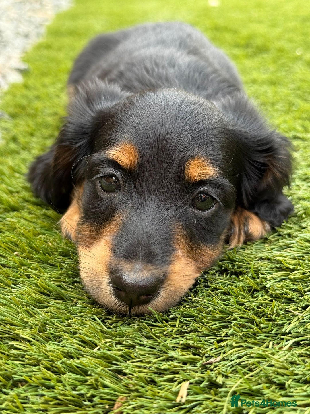 Miniature Dachshund dogs for sale: ONE LEFT 🐾 KC LONGHAIR MINI DACHSHUND PUPS🌳🌸🌿 - Image 18