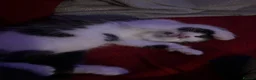 Domestic Shorthair cats for sale: Kittens - Advert 5