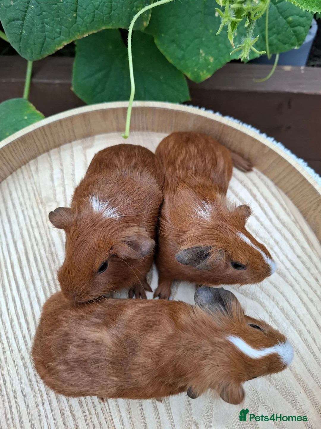 Guinea Pig rodents for sale: Guineapigs  in Rugby - Advert 8