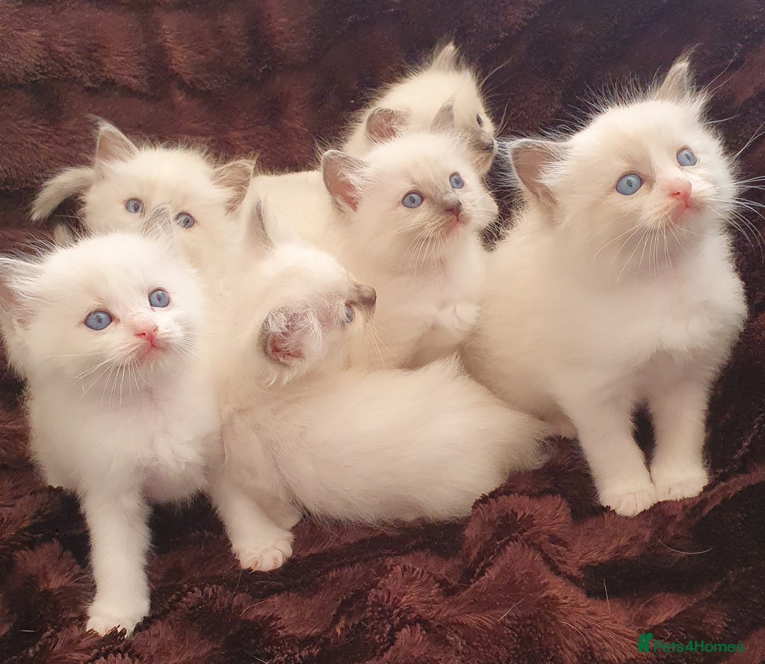 Ragdoll cats for sale: PEDIGREE RAGDOLL KITTENS FROM GCCF REGISTERED - Image 1
