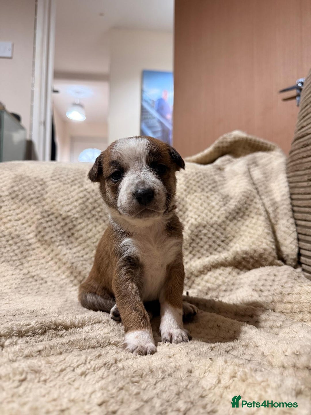 Mixed Breed dogs for sale: ✨🐾 3 Beautiful Female Puppies Available 🐾✨ - Advert 27