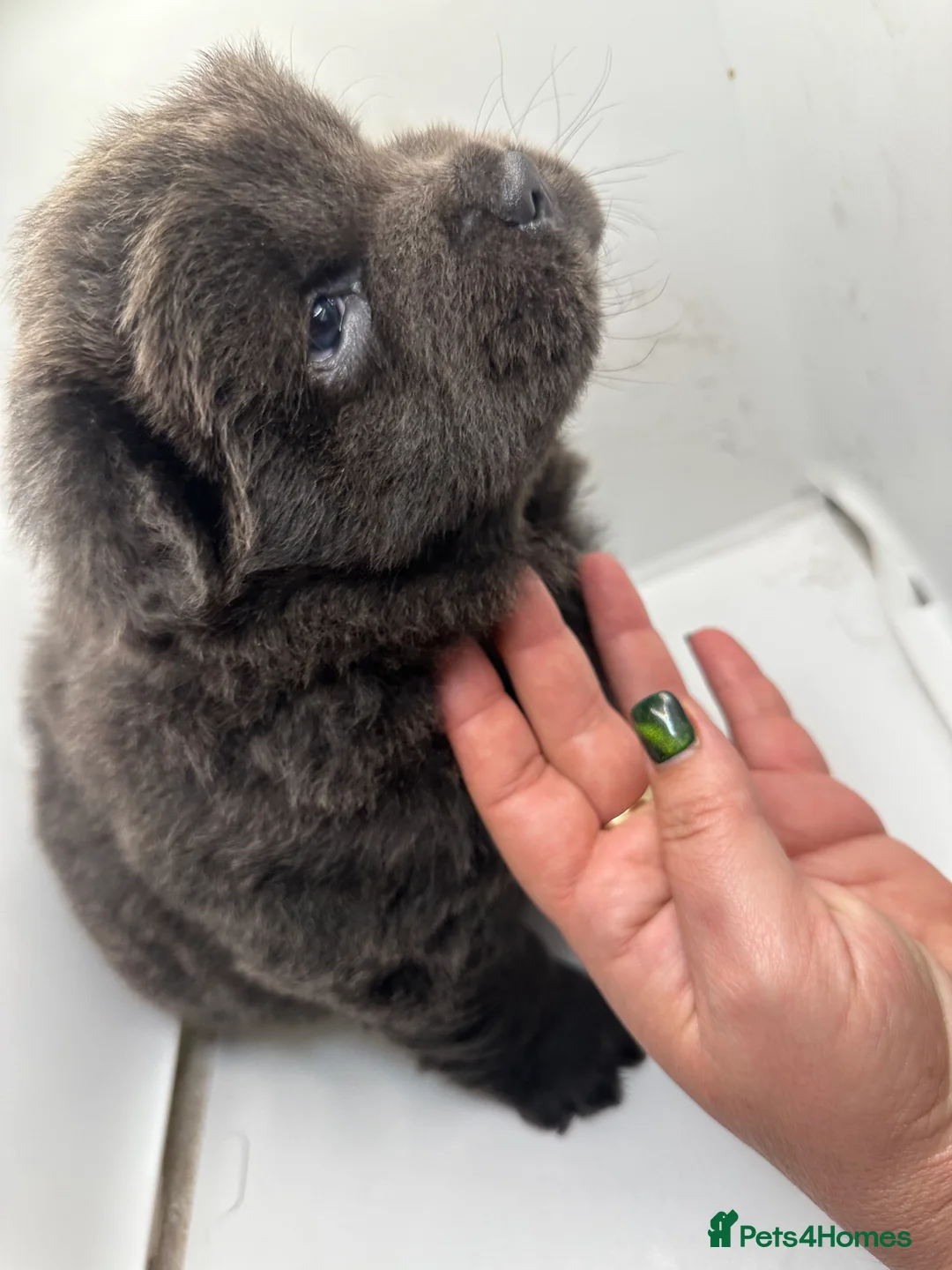 Chow Chow dogs for sale: Cheapest chow chow in London  - Advert 9