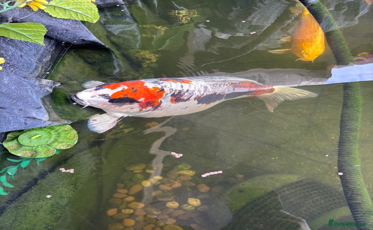 Koi Carp fish - Advert 2