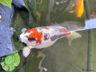 Koi Carp fish Doitsu Beni kikokuryu, 47cm - Advert 1